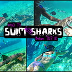 How to swim with sharks Caye Caulker Belize