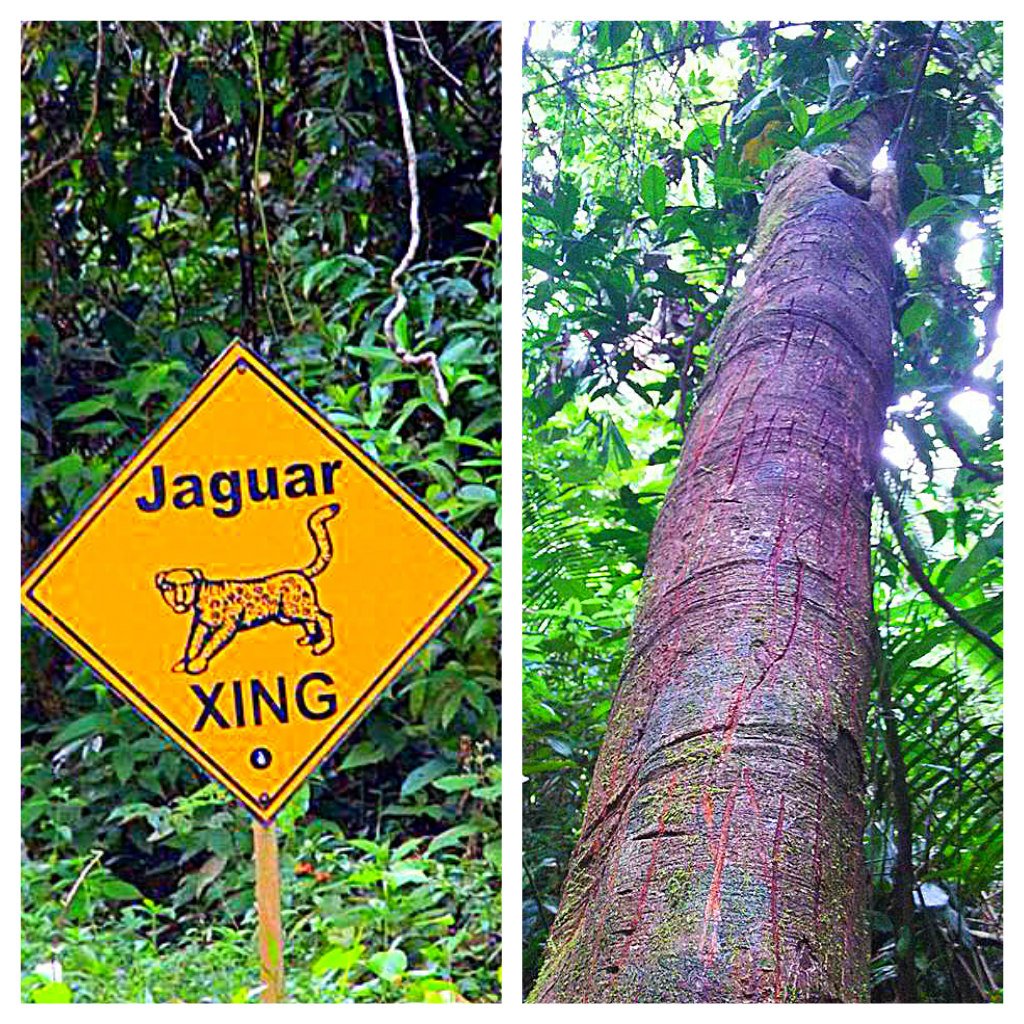 Belize Jungle Jaguar Markings on Tree and Jaguar Crossing Belize Jungle Top 10 Cockscomb Basin Wildlife Sanctuary Jaguar Reserve