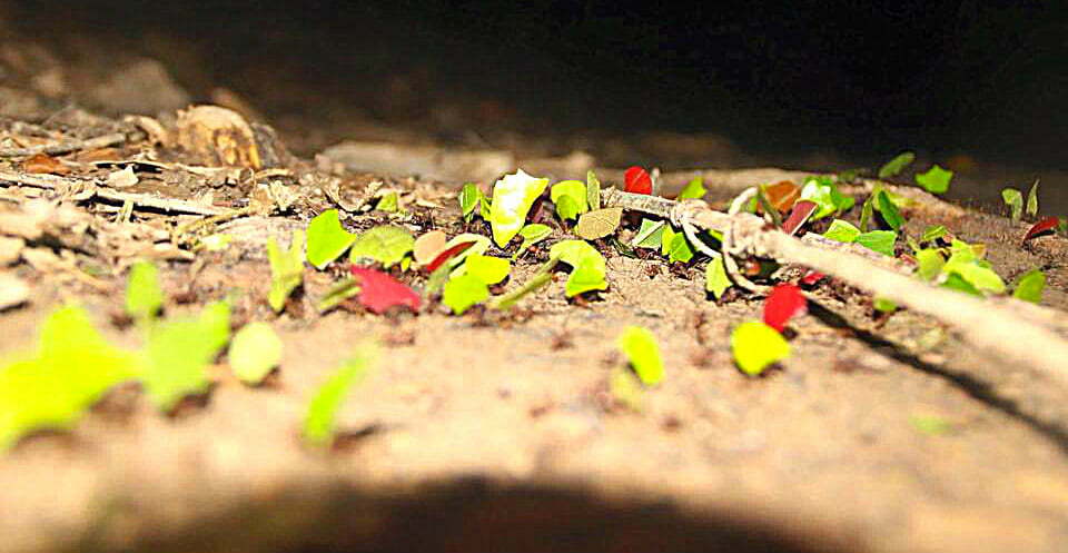 Belize Jungle Leafcutter Ants Belize Cockscomb Basin Wildlife Sanctuary Jaguar Reserve