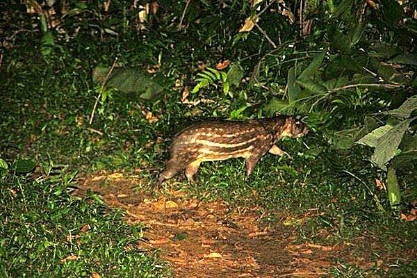 Belize Jungle Paca Gibnut Cockscomb Basin Wildlife Sanctuary Jaguar Reserve