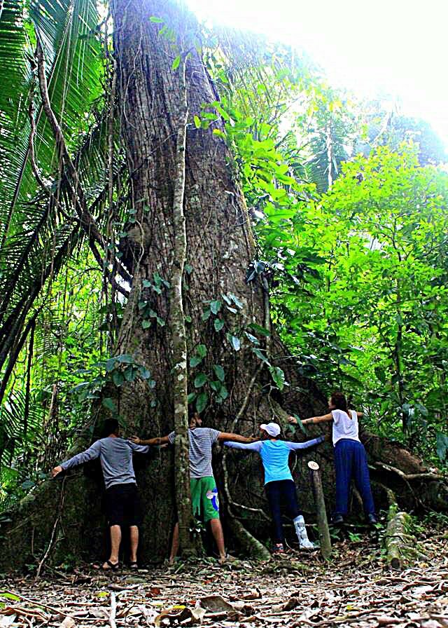 Belize Jungle Wide Tree Cockscomb Basin Wildlife Sanctuary Jaguar Reserve