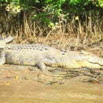 Daintree River Cruises Bruce Belcher's Crocodile Cruise